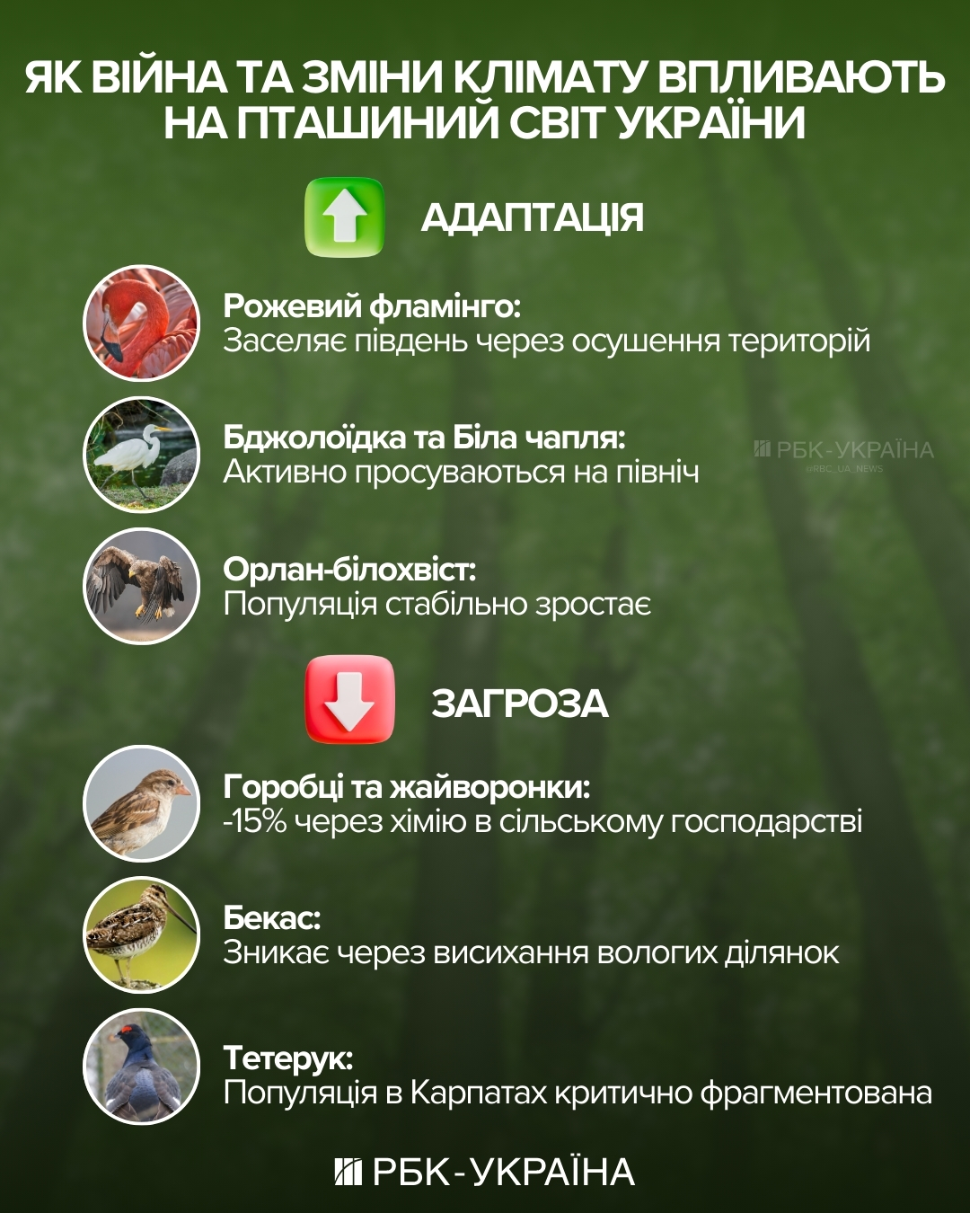 Куди зникають горобці, як мстять ворони та чому папуги матюкаються: інтерв'ю з орнітологом